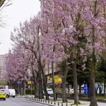 İstanbul Beylikdüzü’nde bakım ve yaz hazırlığı bir arada
