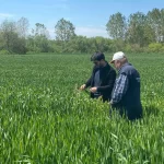 Keşan Akçeşme’de hububat alarmı! Yağış hastalıkları artırdı