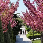 Bu manzara için Japonya’ya gitmenize gerek yok! Konya’da Sakura mevsimi başladı