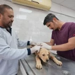 Denizli’de sokak hayvanlarına kalıcı çözüm hamlesi