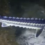 Karadeniz’in kadim türü ‘Mersin Balığı’na koruma hamlesi