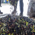 İzmir zeytini için dev adım… Zeytin ve zeytinyağı markalaşma yolunda