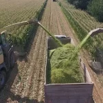 TİGEM’den bin 500 tonluk mısır silaj hizmeti ihalesi