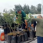 Alanya’nın coğrafi işaretli keçiboynuzuna destek