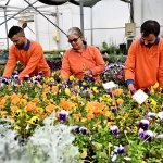 Antalya Muratpaşa’da 130 bin dal çiçek yetiştiriliyor