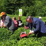 Çay İşletmeleri’ne personel atamalarında 40 yaş şartı aranmayacak