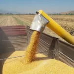 Mısır ithalatına 3 milyon tonluk tarife kontenjanı