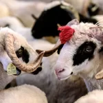 Edirne’de kurbanlık fiyat tarifesi belirlendi