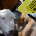 Hayvan sahiplerine aşı ve küpe ücretlerinde önemli ayar… O ücretler desteklemeden düşecek