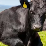 “Kırsalda Bereket”te 9. etap… Gebe düve dağıtımları başlıyor