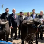 Kocaeli’de damızlık mandalar üreticilere teslim edildi