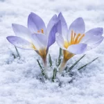 Kocaeli’de Keltepe Çiğdemi büyüledi