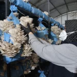 Kocaeli İzmit’te istiridye mantarı üretimiyle vatandaşa destek oluyor