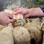 2026 Yılı Kurban Hizmetleri Tebliği ‘Resmi’leşti… İstanbul’a kurbanlık girişleri 11 Mayıs’ta başlıyor