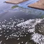 Kuşcenneti’nde görsel şölen… Yüzlerce Tepeli Pelikan aynı anda suya indi