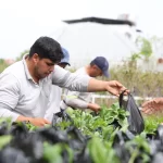 Muğla Dalaman’da üreticilere fide desteği sağlandı