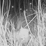 Ordu Durugöl Kurtuluş Tabiat Parkı’nda tilki yumurtaların peşinde