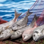 Su ürünleri ilk çeyrekte ihracatını yüzde 24 artırdı… Levrek liderliğini sürdürdü