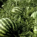 Tarım ÜFE’de yıllık artış yüzde 36,09’a ulaştı