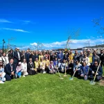 Yetişkin ağaçlar toprakla buluştu