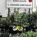 Bursa’da kilolarca esrar ve skunk ele geçirildi