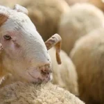Kurban alırken nelere dikkat edilmeli?
