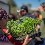 Muğla Milas’tan üreticilere fide desteği