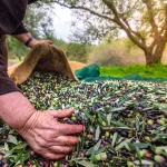 İzmir’de Uluslararası Zeytin Zirvesi… 13 ülkeden uzmanlar buluşuyor