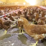 Kümes hayvancılığında artış! Yaklaşık 2 milyar adet yumurta üretildi